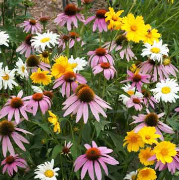 Shade Mix - Seed Mixes