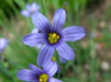 Sisyrinchium angustifolium - Narrow Leaf Blue Eyed Grass - 