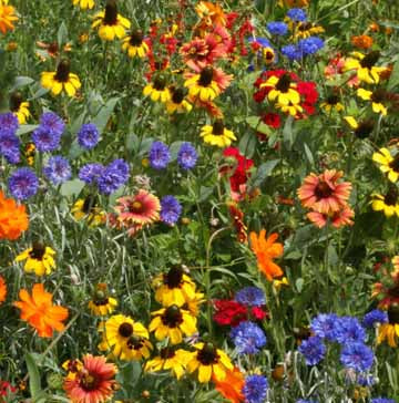 Southeast Mix - Seed Mixes