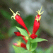 Spigelia marilandica - Indian Pink Pinkroot - Wildflower