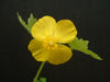 Stylophorum diphyllum - Celandine Poppy - Wildflower
