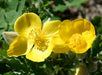 Stylophorum diphyllum - Celandine Poppy - Wildflower