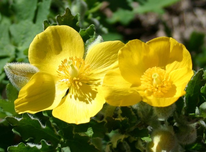 Stylophorum diphyllum - Celandine Poppy - Wildflower