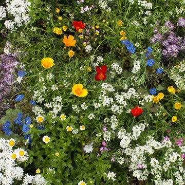 Super-short Seed Mix - Seed Mixes