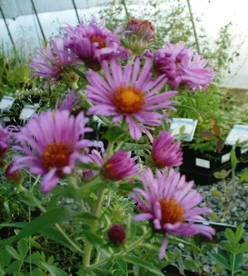 Symphyotrichum novae-angliae - New England Aster -