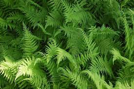 Thelypteris noveboracensis - New York Fern - Fern