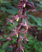 Tipularia discolor - Crane-fly Orchid - Orchids
