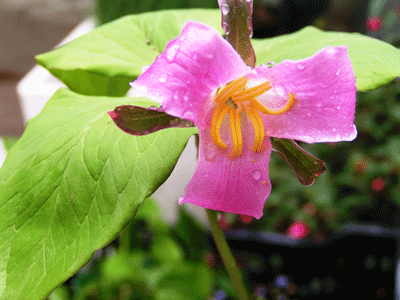 Trillium catesbaei - Rose Trillium - Wildflower