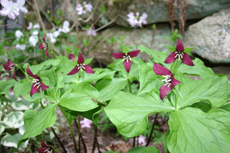 Trillium erectum - Purple Trillium Wake Robin - Wildflower