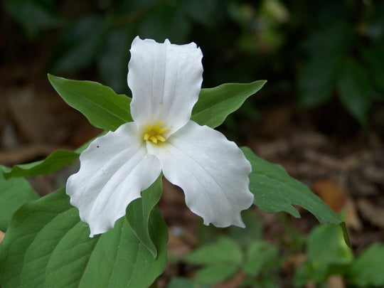 Trillium grandiflorum - Snow Trillium