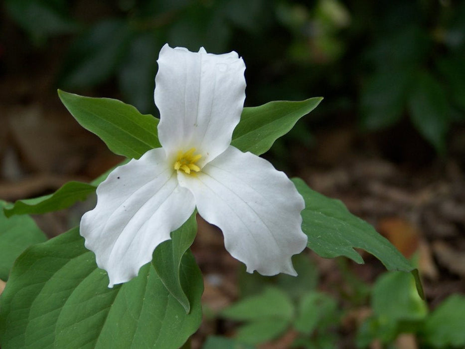 Trillium grandiflorum - Snow Trillium - Wildflower