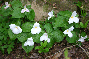 Trillium grandiflorum - Snow Trillium - Wildflower