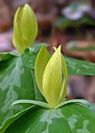 Trillium luteum - Yellow Trillium - Wildflower