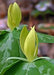 Trillium luteum - Yellow Trillium - Wildflower