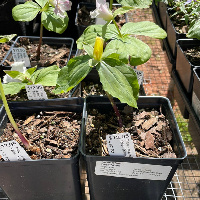 Trillium luteum - Yellow Trillium - Wildflower