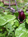 Trillium recurvatum - Prairie Trillium - Wildflower