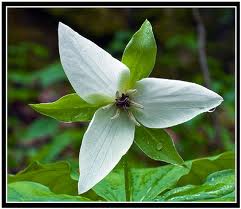 Trillium simile - Sweet White Trillium Jeweled Wake-robin -