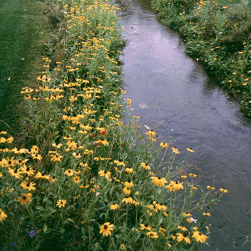 Wet Meadow Seed Mix - Seed Mixes