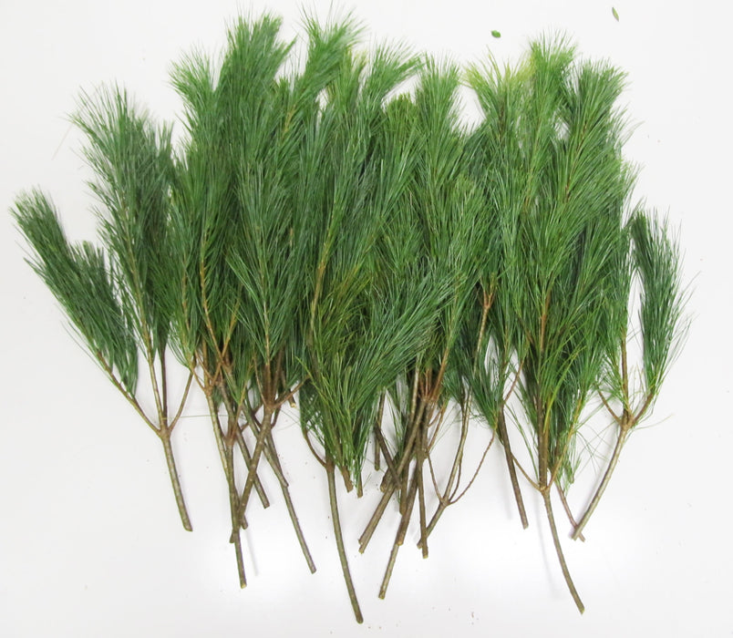 White Pine Tips 8-16- Bundle of 10 - Greenery