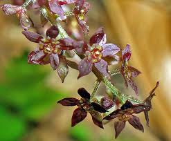 Xanthoriza simplicissima - Yellowroot - Shrub