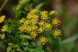 Zizia aurea - Golden Alexander - Wildflower