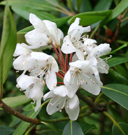 Shrubs — Gardens of The Blue Ridge