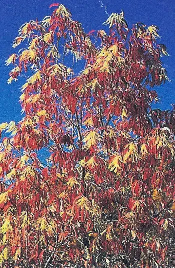 Trees — Gardens of The Blue Ridge