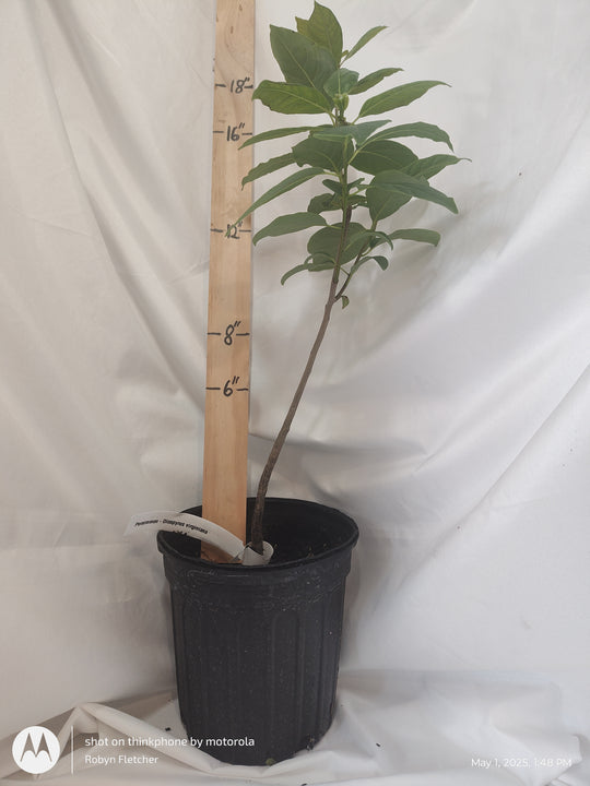 Diospyros virginiana - Persimmon