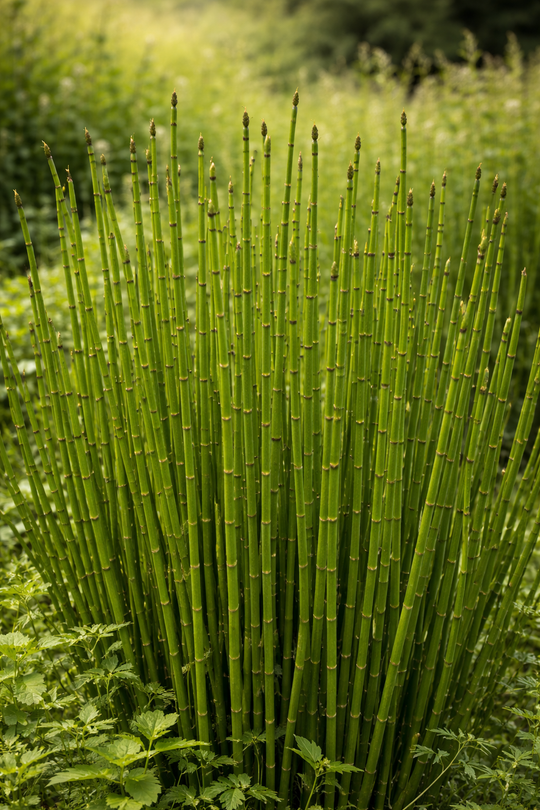 Equisetum Hyemale - Horsetail