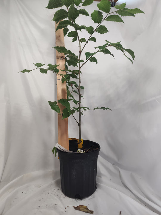 Fagus grandifolia - American Beach