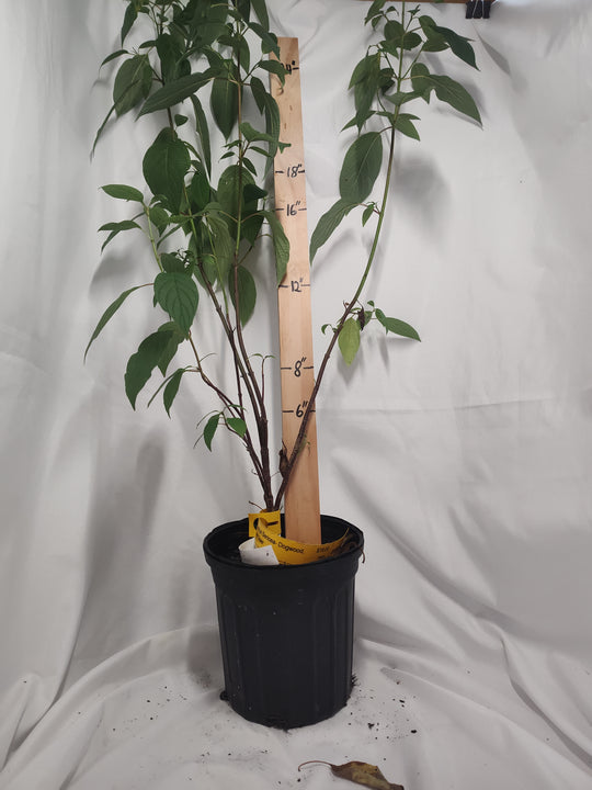 Cornus Sericea- Dogwood, Red Osier