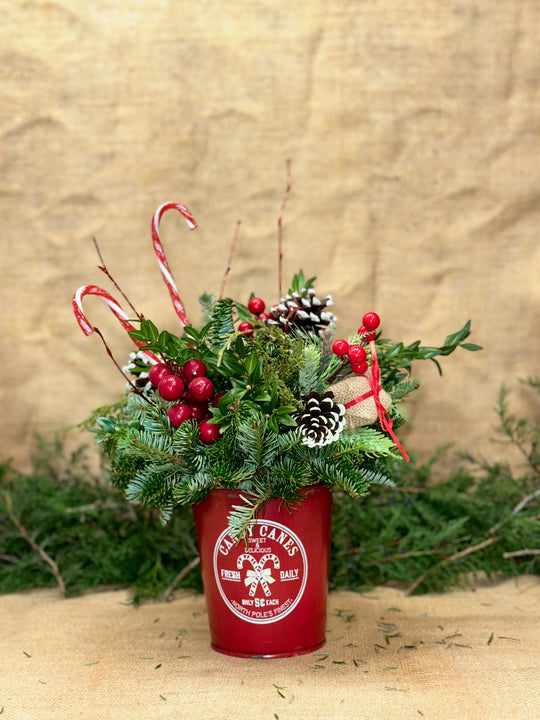 North Pole Candy Cane Pot Arrangement