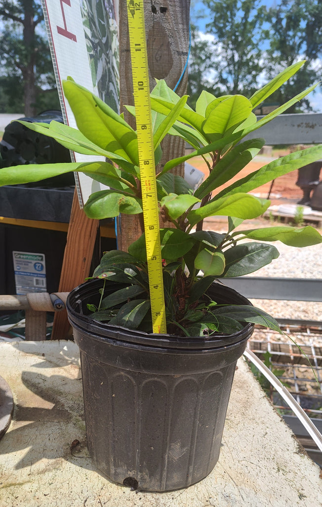 Rhododendron maximum