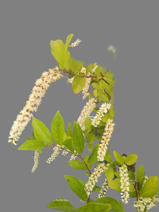 Itea virginica - Sweetspire