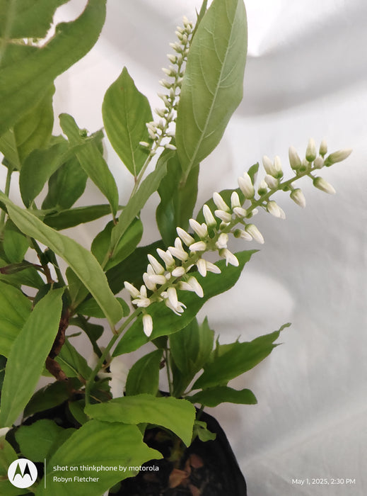 Itea virginica - Sweetspire