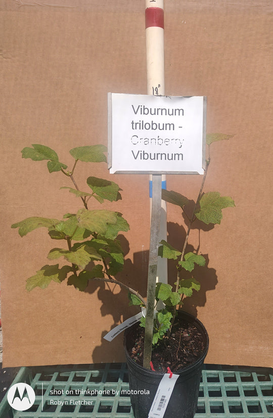 Viburnum trilobum - Cranberry Viburnum
