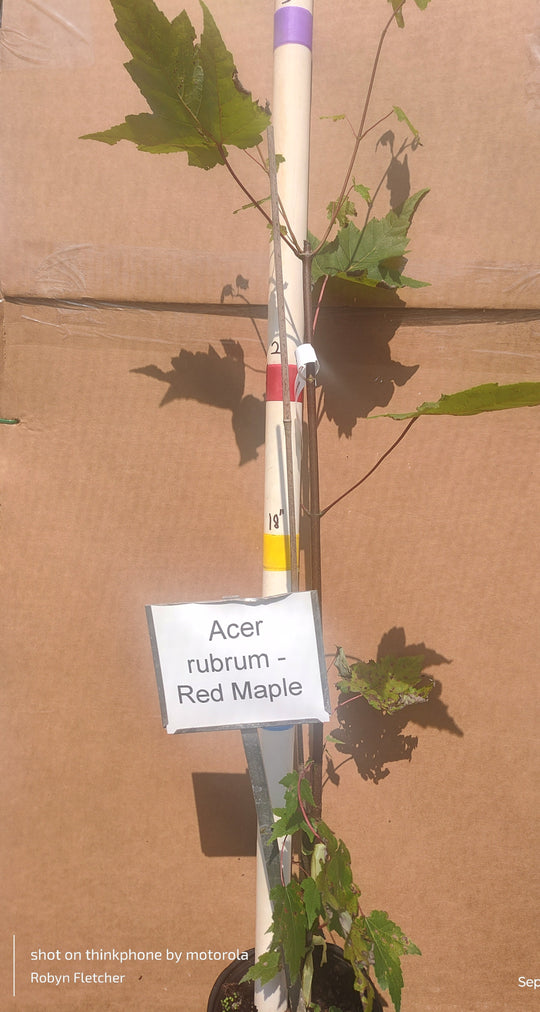 Acer rubrum - Red Maple