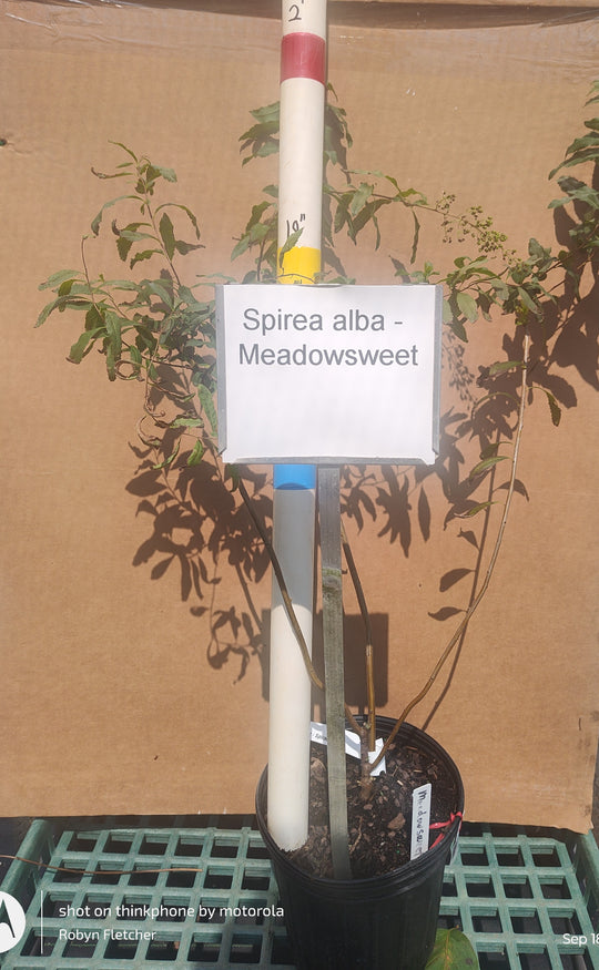 Spirea alba - Meadowsweet