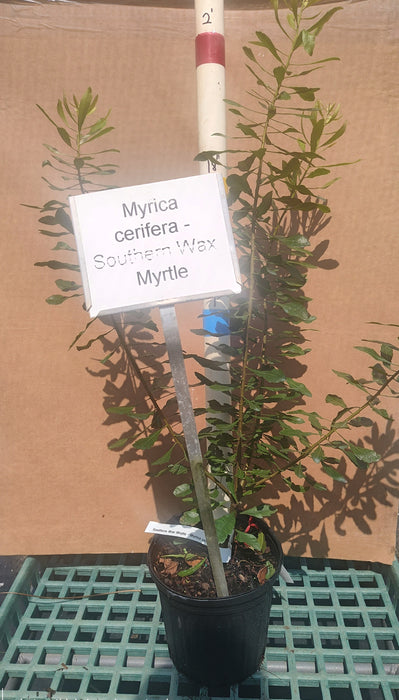 Myrica cerifera - Southern Wax Myrtle