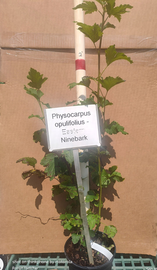 Physocarpus opulifolius - Eastern Ninebark