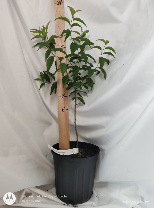 Prunus angustifolia - Chickasaw Plum