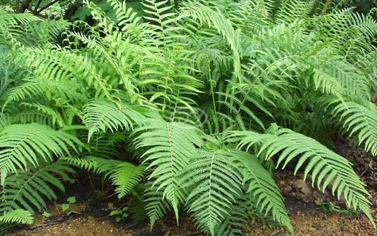 Thelypteris Kunthii - Southern Wood Fern