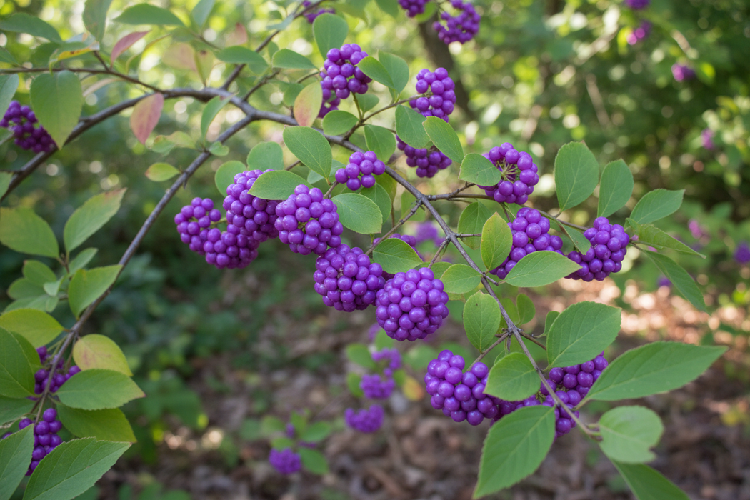 Callicarpa americana - Beautyberry