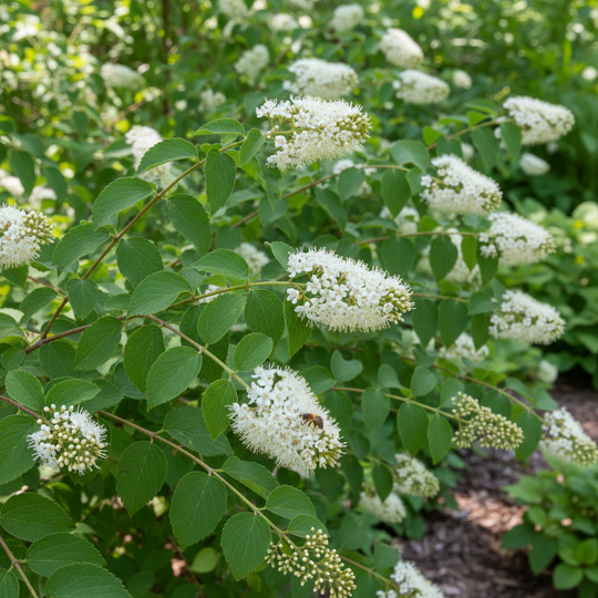 Ceanothus americanus - New Jersey Tea