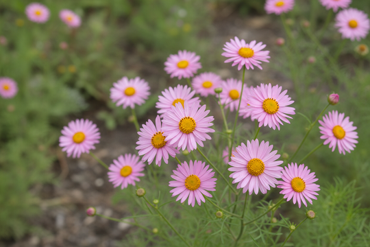 Coreopsis Rosea