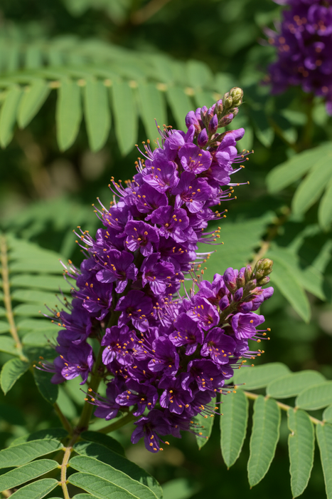 Amorpha fruticosa - Indigobush