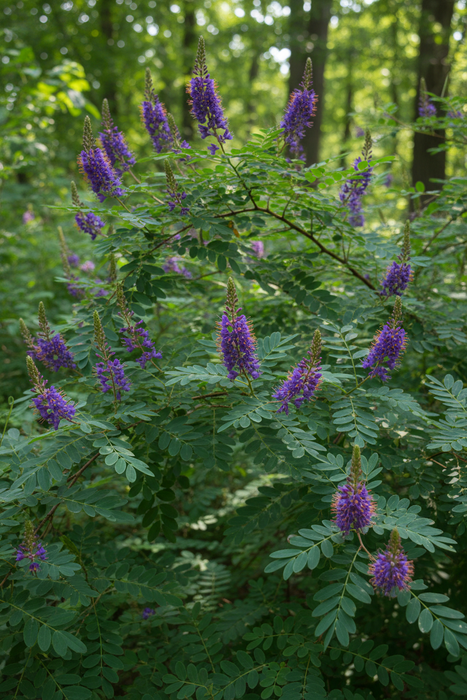 Amorpha fruticosa - Indigobush