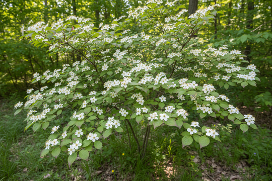 Cornus racemosa - Gray Dogwood