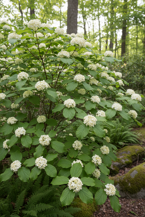 Viburnum Nudum- Viburnum, Possumhaw
