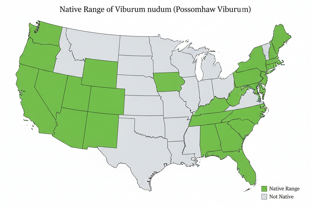 Viburnum Nudum- Viburnum, Possumhaw